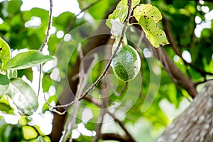 The avocado Persea americana is a tree that is native to South Central Mexico, classified as a member of the flowering plant fam