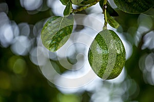 The avocado Persea americana is a tree that is native to South Central Mexico, classified as a member of the flowering plant fam