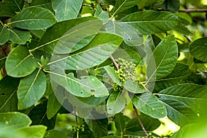 The avocado Persea americana is a tree that is native to South Central Mexico, classified as a member of the flowering plant fam