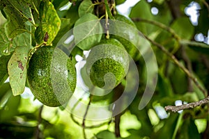 The avocado Persea americana is a tree that is native to South Central Mexico, classified as a member of the flowering plant fam