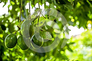 The avocado Persea americana is a tree that is native to South Central Mexico, classified as a member of the flowering plant fam