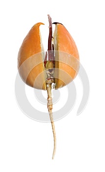 Avocado pit with sprout and root on white