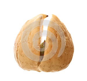 Avocado pit with sprout and root on white