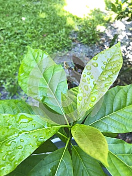 Avocado Plant Close Up Photo