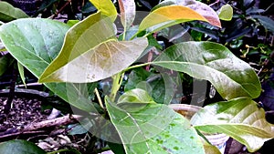 Avocado plant, dark green leaves and fruit