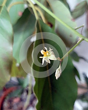 Avocado male flower photo