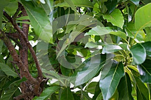 Avocado plant persea americana lauraceae from mittle and south america close up leaf view in garden