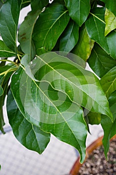 Avocado plant persea americana lauraceae from mittle and south america close up leaf view in garden