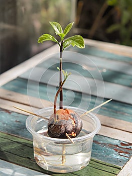 Avocado plant seed sprouting and growing in plastic cup with water.