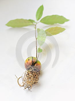 Avocado Plant Sprouting from Seed showing Roots