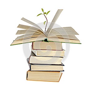 Avocado sapling growing from book