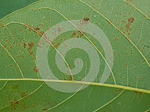 Avocado scab on avocado leaf