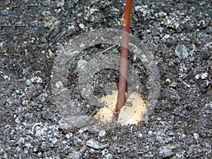 Avocado seed with root and sprout. Growth stage of the avocado plant