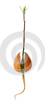 Avocado seed with sprout and root