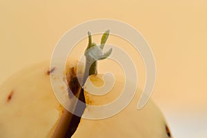 Avocado Red Leaf Seedling 09