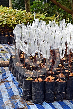 Avocado seedling germinate from seed