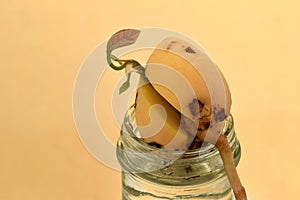 Avocado Seedling with Root 02