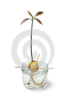 Avocado seedling in water
