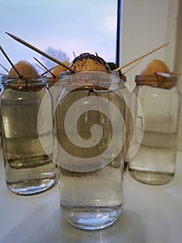 Avocado seeds germinate in a jar of water