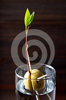 The avocado sprout grows from the seed in a glass of water. A living plant with leaves, the beginning of life on a wooden table.