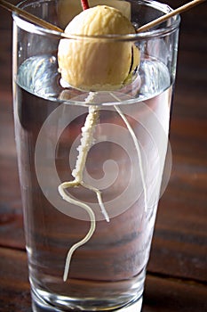 The avocado sprout grows from the seed in a glass of water. A living plant with leaves, the beginning of life on a wooden table.