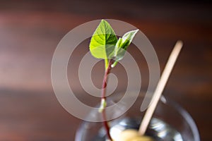 The avocado sprout grows from the seed in a glass of water. A living plant with leaves, the beginning of life on a wooden table.