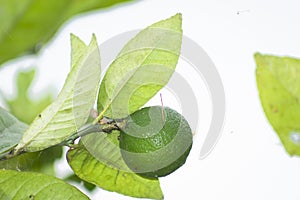 Avocado Tree with avocado fruit grows in orchard.