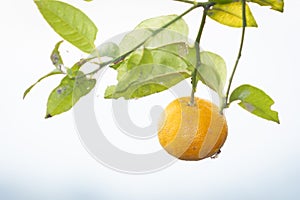 Avocado Tree with avocado fruit grows in orchard.