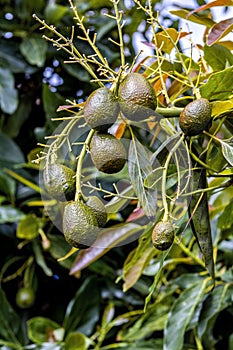 Palta un árbol en jardín 