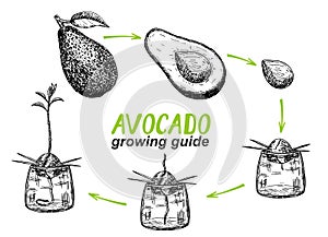 Avocado tree growing guide. How to grow an avocado from seed. Avocado fruit, seed, sprout and tree. Vector illustration