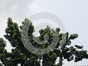 avocado tree in indonesia