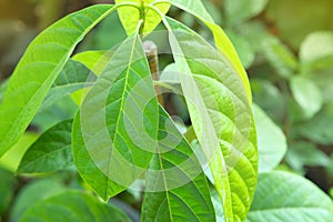 Avocado tree leaves.