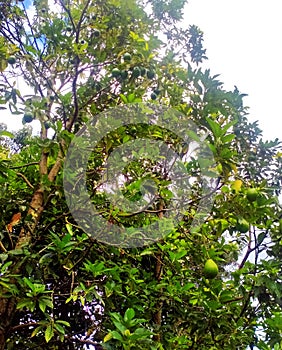 avocado tree with lots of fruit
