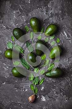 Avocado tree made from leaves on a dark background.