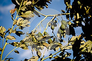 Avocado tree with many fruits