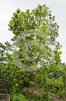 Avocado Tree With Mature Fruit