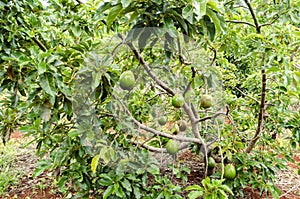 Avocado Tree In Orchard With Fruits