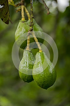 Avocado Tree