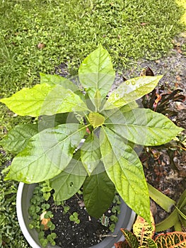 Avocado tree plant growing in a pot