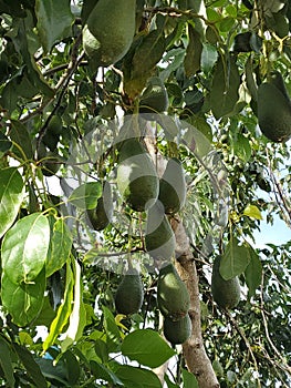 The avocado tree with ripe green avocado fruit in the mountain.