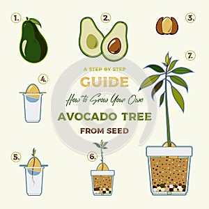 Avocado tree vector growing guide poster. Green simple instruction to grow avocado tree from seed. Avocado life cycle