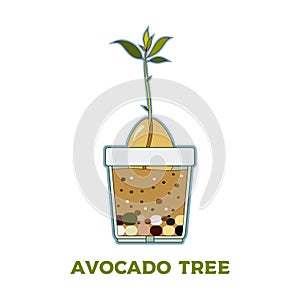 Avocado tree vector growing guide poster. Green simple instruction to grow avocado tree from seed. Avocado life cycle