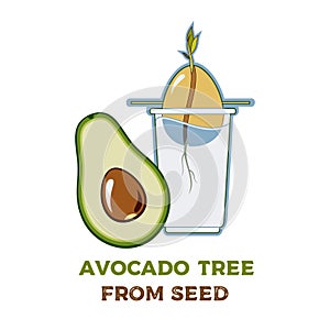 Avocado tree vector growing guide poster. Green simple instruction to grow avocado tree from seed. Avocado life cycle