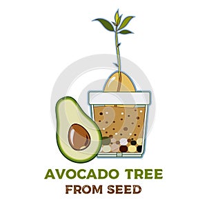Avocado tree vector growing guide poster. Green simple instruction to grow avocado tree from seed. Avocado life cycle