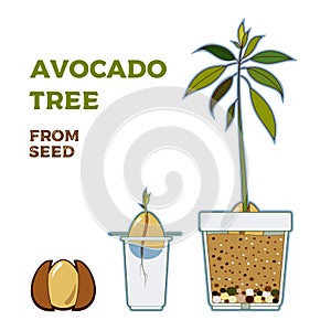 Avocado tree vector growing guide poster. Green simple instruction to grow avocado tree from seed. Avocado life cycle