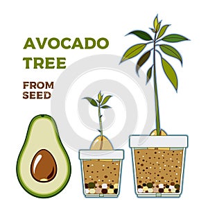 Avocado tree vector growing guide poster. Green simple instruction to grow avocado tree from seed. Avocado life cycle