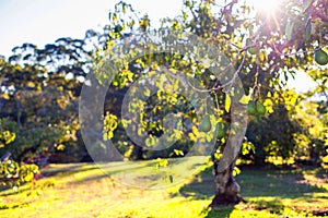 Avocado Trees Tamborine Mountain Orchard