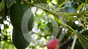 Avocado tropical fruit hanging at branch of tree in a plantation