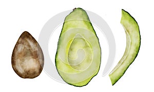 Avocado Watercolor Set. Plant from the legume family, cut in half with seed on white isolated background. Food for a