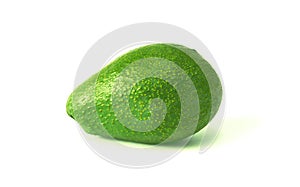 Avocado on white background